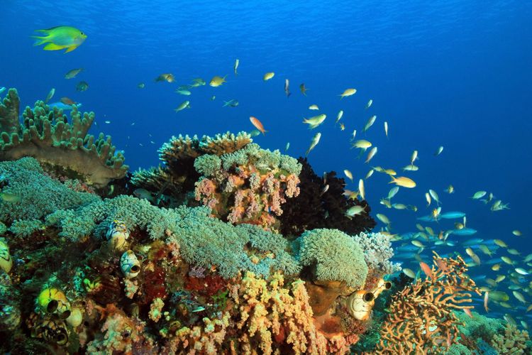 Raja Ampat: Surga Bawah Laut dengan Keindahan Tak Tertandingi